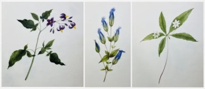Production art for Public Research Talk: The Reformist Language of Plants: Marianne Dwight’s Botanical Watercolors with Alice de Galzain