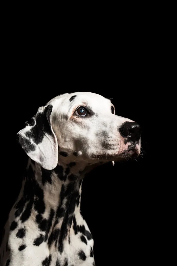 Production art for Animal Requiem