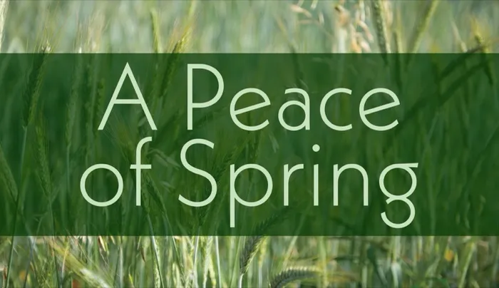Production art for A Peace of Spring