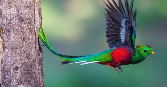 Production art for ECOC Lecture: The Resplendent Quetzal