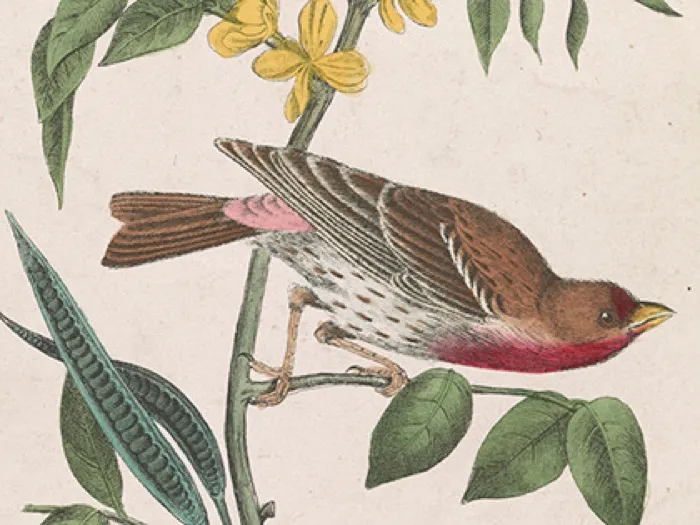Production art for Garden Songs — Blooms and Birds