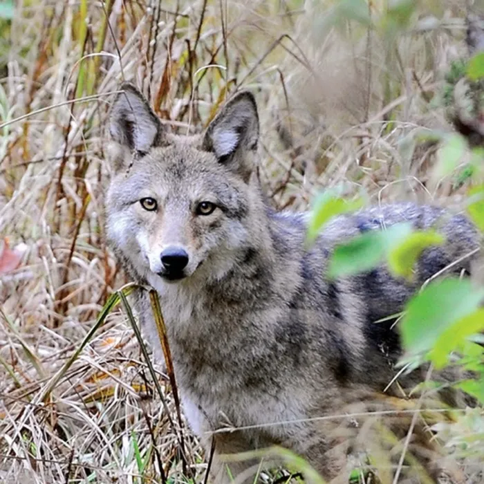 Production art for Co-Existing with the Evolving Coyote